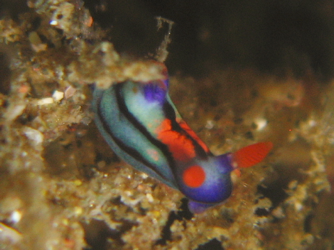 f0080385_1151093.jpg