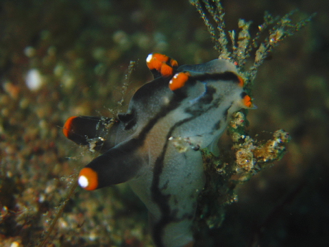 f0080385_133208.jpg