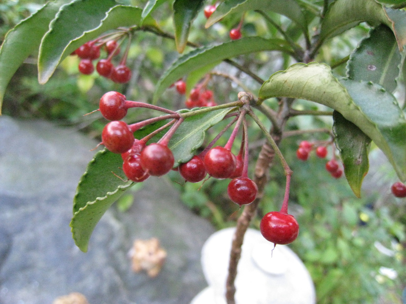 c0132387_9153299.jpg