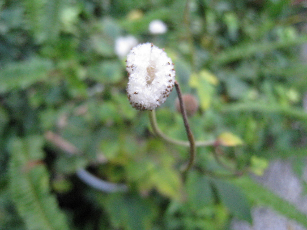 c0132387_985341.jpg