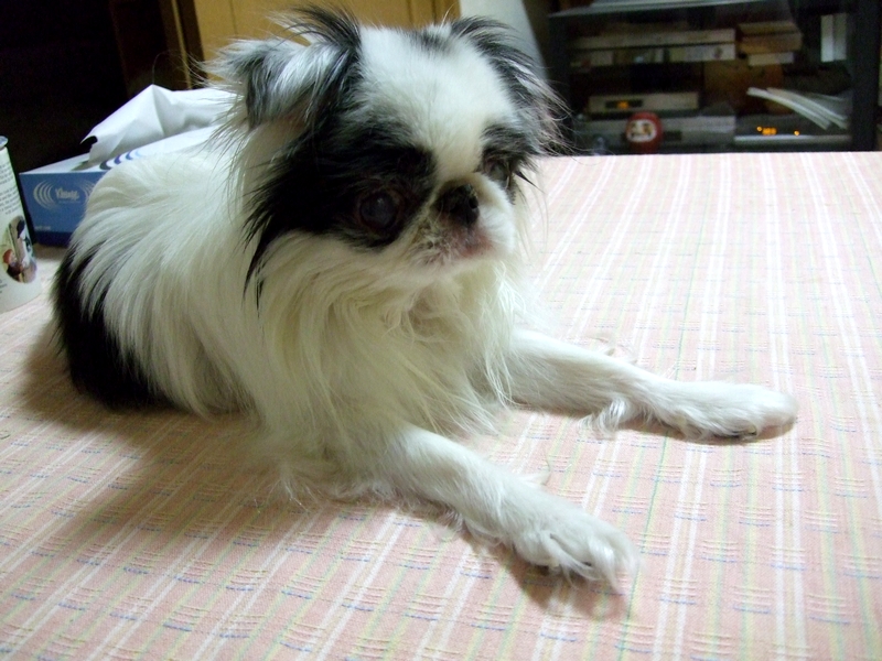 d0079302_12433783.jpg