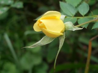 b0061107_922378.jpg