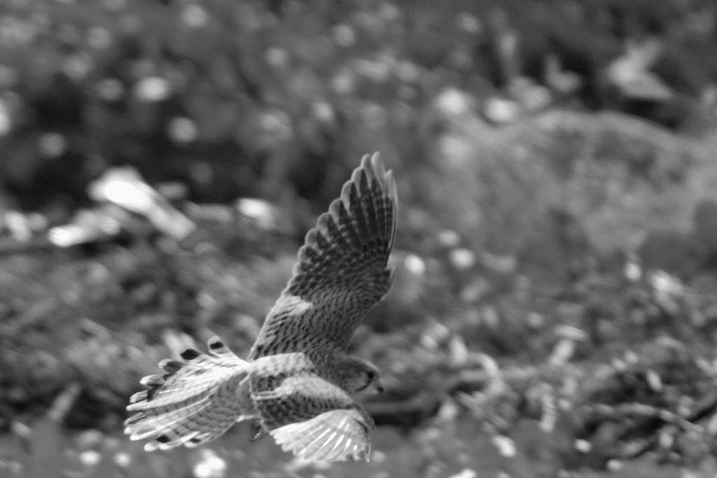 d0085715_093278.jpg
