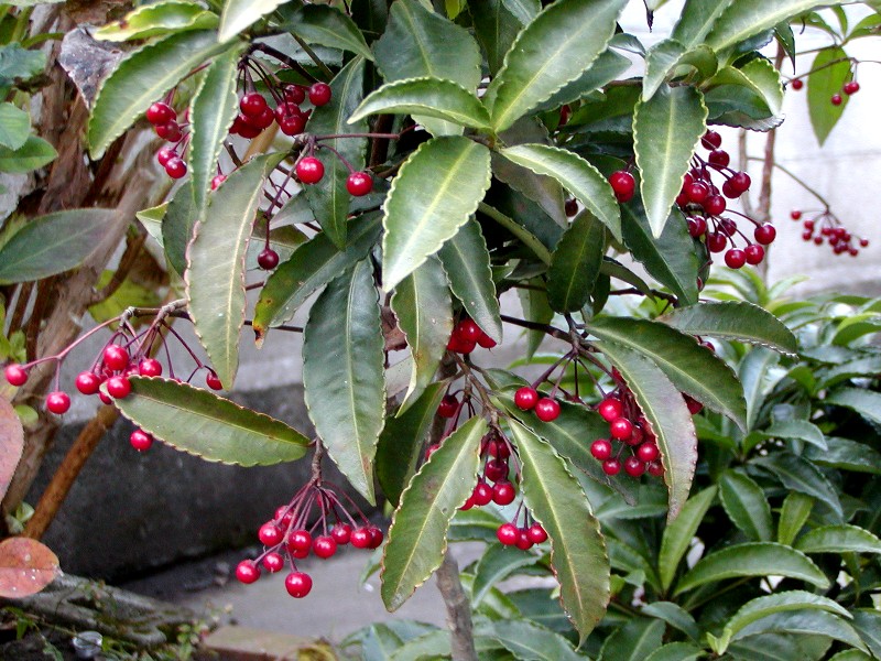 a0004023_21362347.jpg