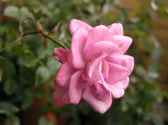 b0031925_1149149.jpg