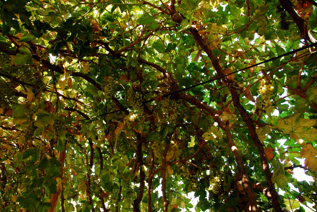 d0091834_11275366.jpg