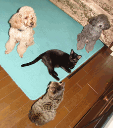 c0136736_1345649.gif