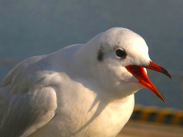 e0078069_072274.jpg