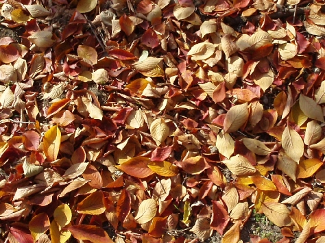 b0092475_2285124.jpg