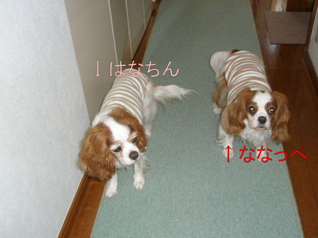 e0114977_17422626.jpg