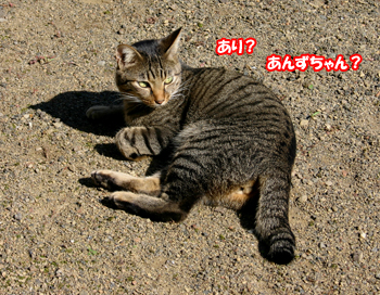 a0041108_23192057.jpg