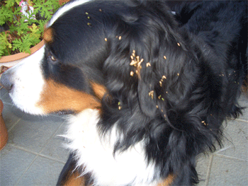 c0143711_2148263.gif