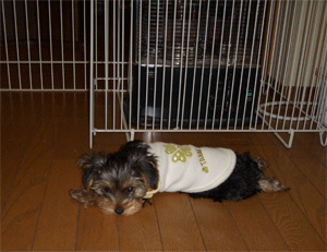 c0143711_21555512.gif