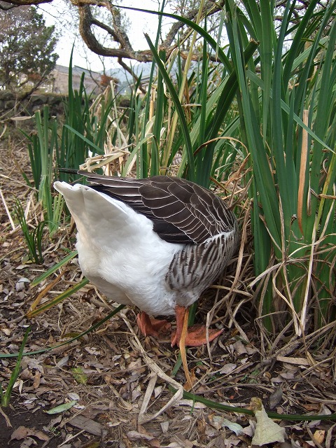 c0127617_21473660.jpg
