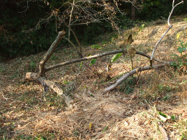 b0096418_15545858.jpg