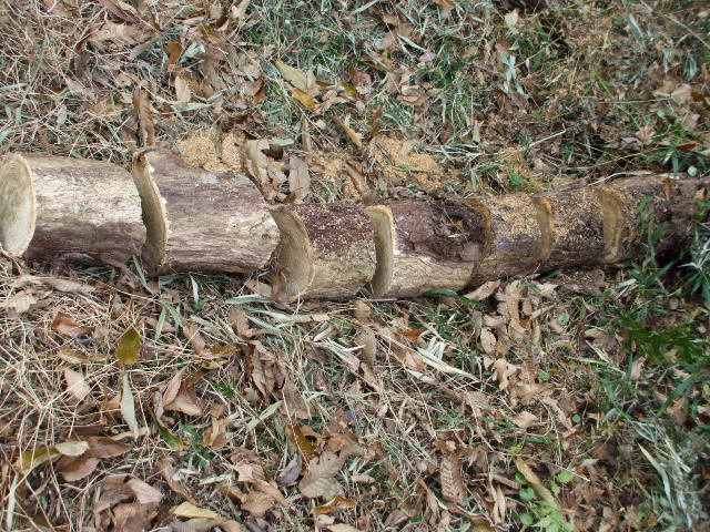 b0096418_15581310.jpg