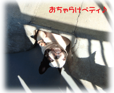 b0078030_2058252.gif