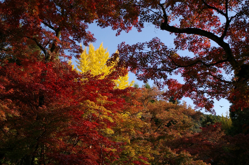 c0106831_22465948.jpg