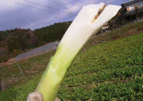 c0072843_123693.jpg