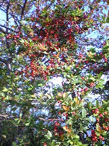 e0047949_2331048.jpg