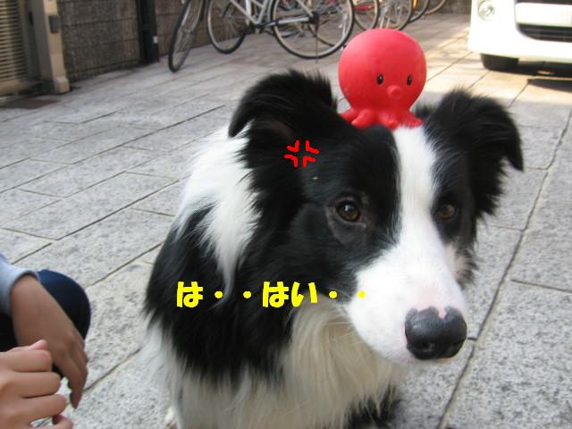 e0117976_1048374.jpg