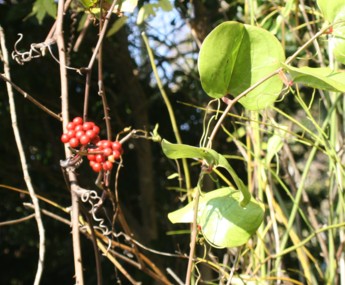 c0144185_1315882.jpg