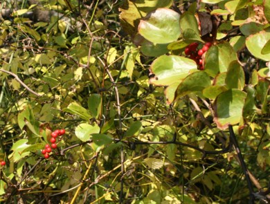 c0144185_133881.jpg