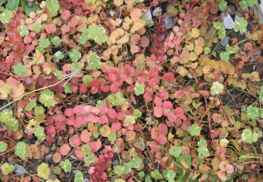e0102713_20192019.jpg