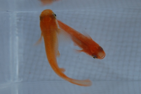 f0137616_1830827.jpg