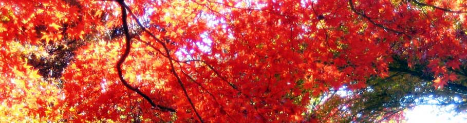 a0009035_13283485.jpg