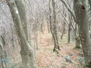 c0077338_22195211.jpg