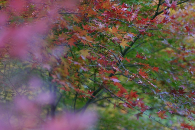 e0083238_2124049.jpg