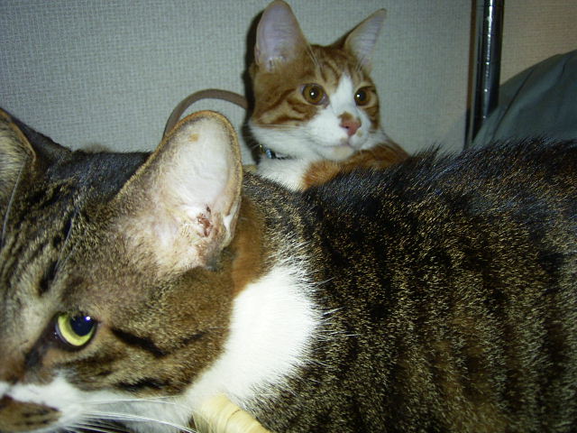 f0127441_2317163.jpg