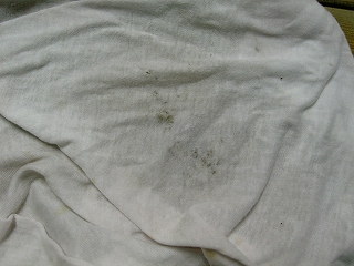 f0000652_552219.jpg