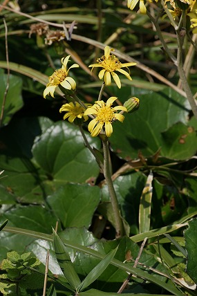 e0054067_18225616.jpg