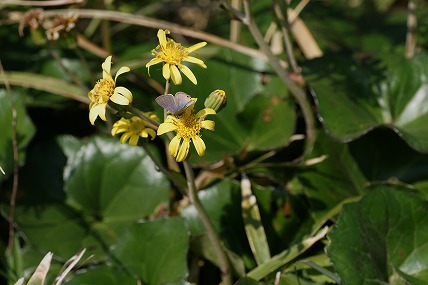 e0054067_182388.jpg