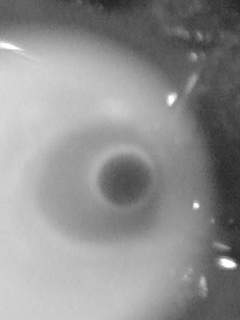 f0100480_17254334.jpg