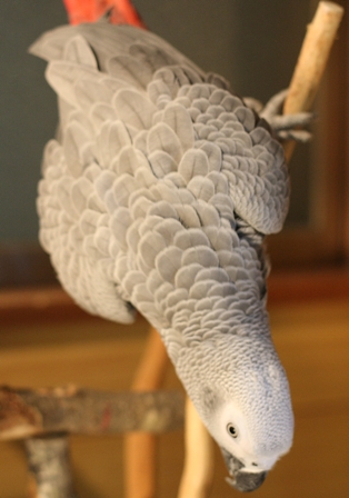 c0118496_1533832.jpg