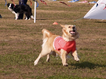 d0080601_11292384.jpg