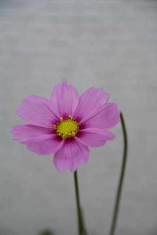 b0117437_19395398.jpg