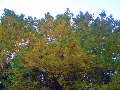 b0045357_9523561.jpg