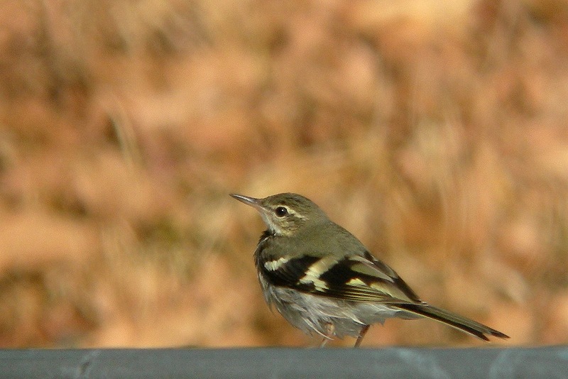 f0137673_21525363.jpg