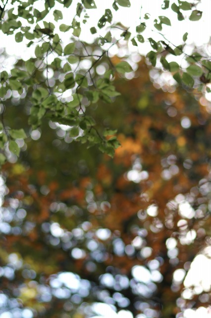 d0079278_20313335.jpg