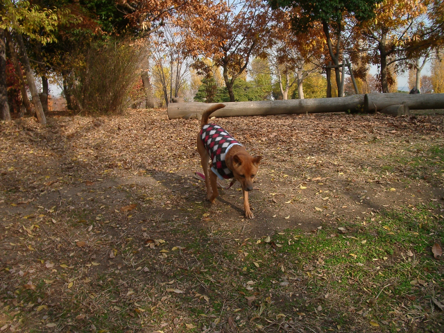 c0117383_1831750.jpg