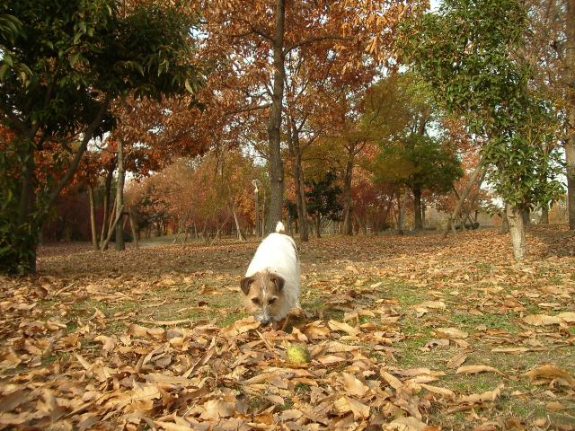 c0117383_1850260.jpg