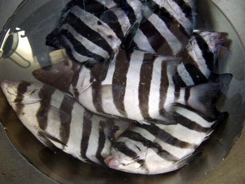 a0093509_2243161.jpg