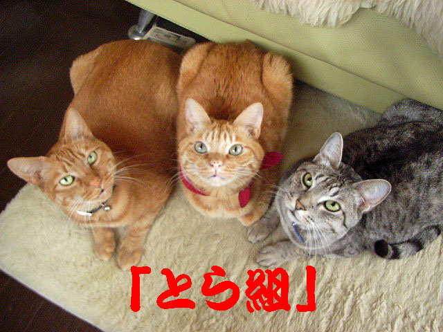 d0081025_20255223.jpg