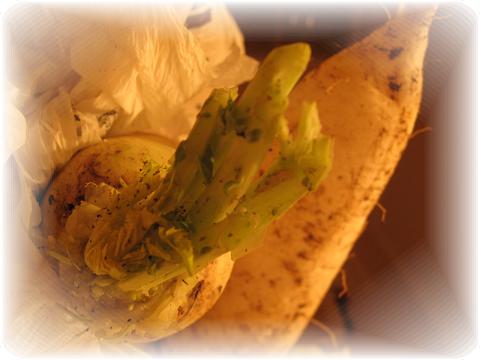 b0075828_1037649.jpg