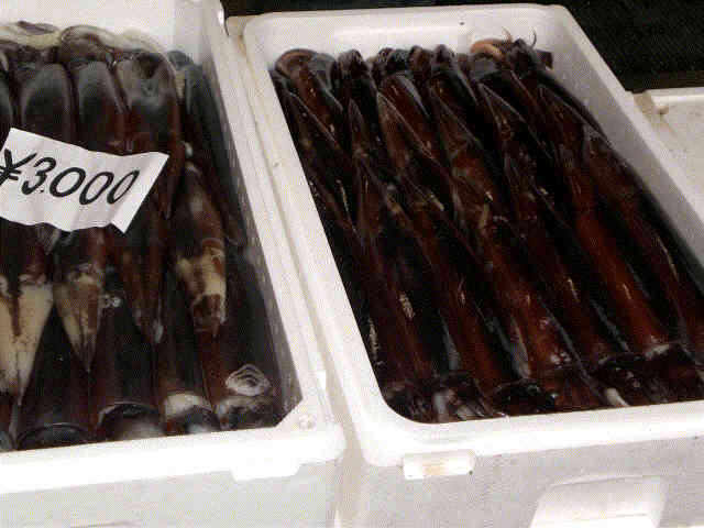 f0153475_912539.jpg