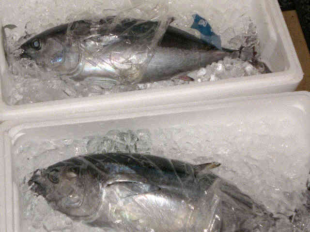 f0153475_913560.jpg